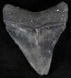 Serrated Juvenile Megalodon Tooth - Florida #21197-1